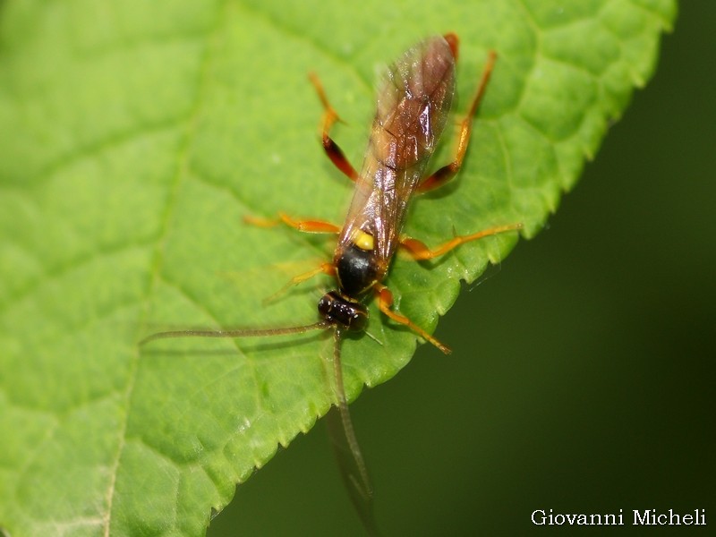 id3 (Ichneumonidae)